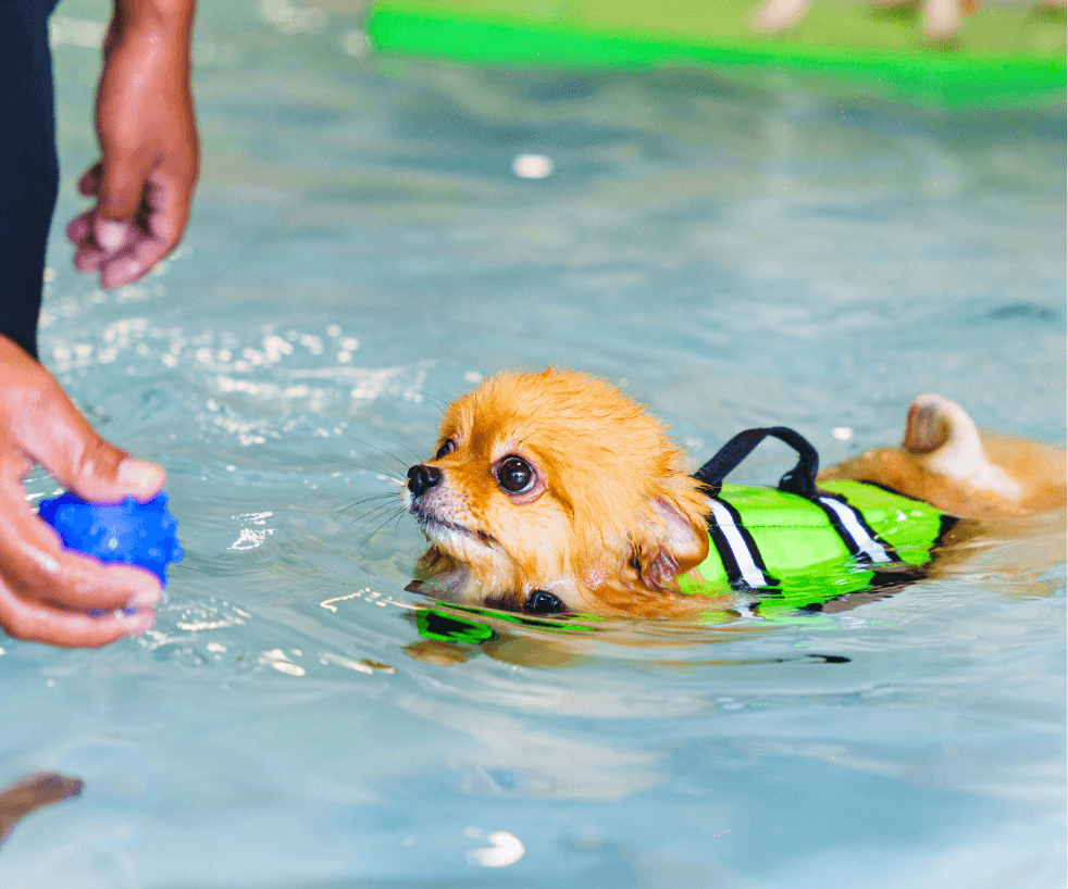 Fort Canine Swimming Club